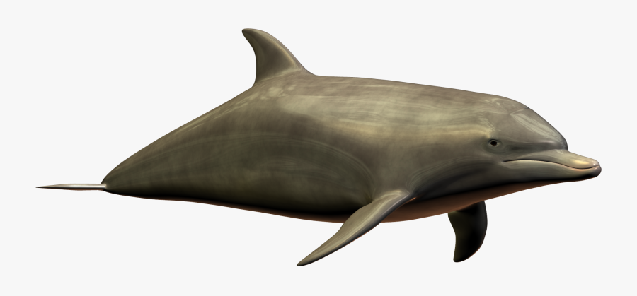 Best Free Dolphin High Quality Png - Dolphin Imagepng, Transparent Clipart