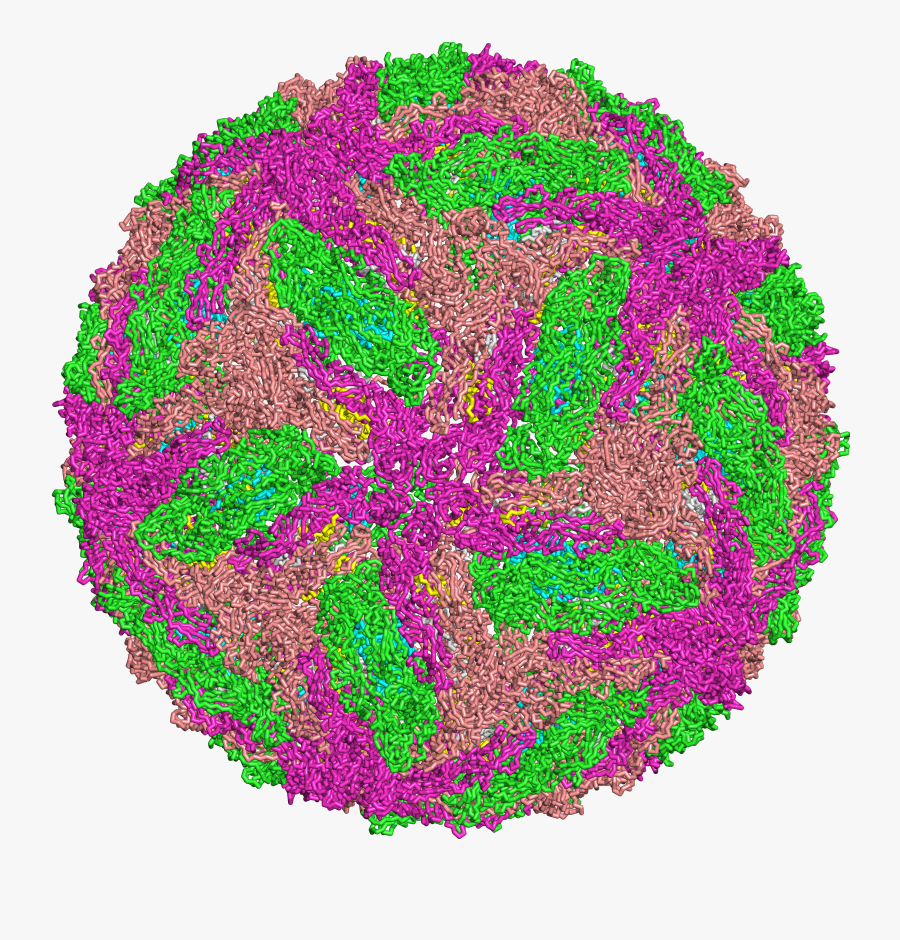 Image Depicting Dengue Virus - Dengue Virus, Transparent Clipart