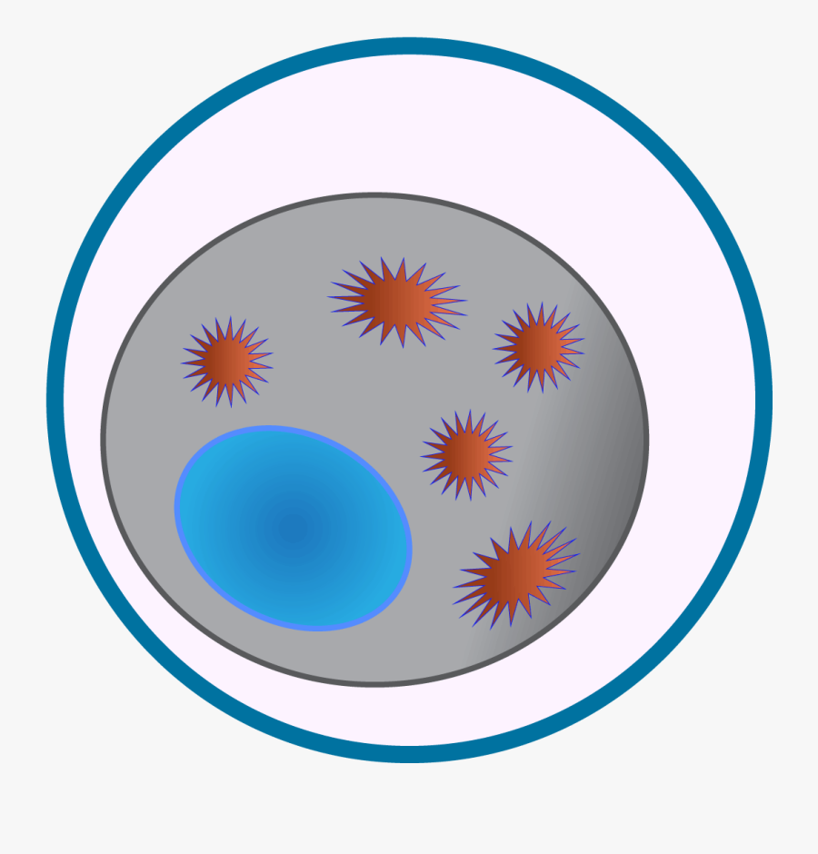 Circle, Transparent Clipart