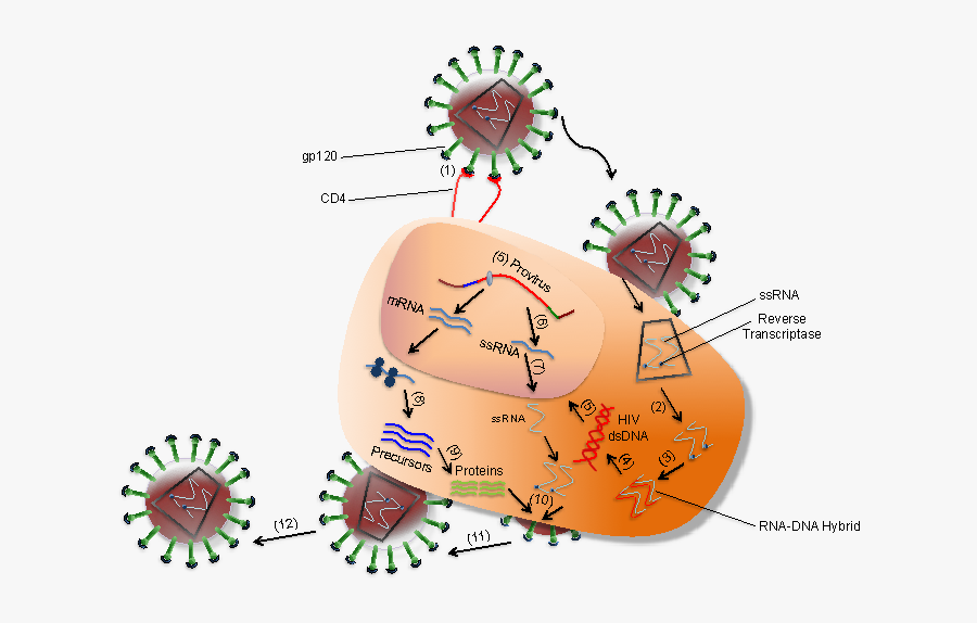 Interaction Between Hiv And Coreceptors Of A T Cell - Human Immunodeficiency Virus 2, Transparent Clipart