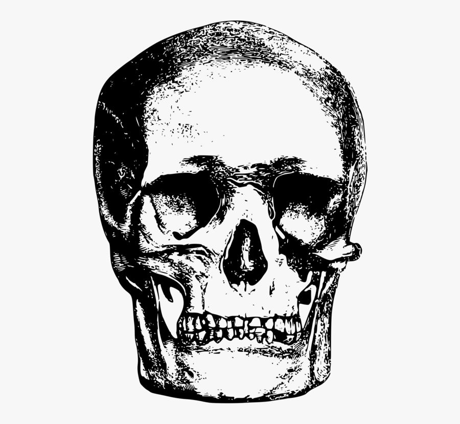 Skull Drawing Images 5, Buy Clip Art - Vintage Illustration Public Domain Images Free, Transparent Clipart