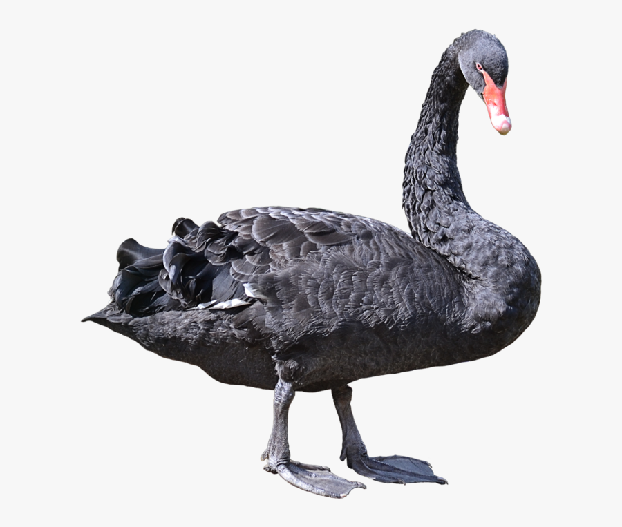 Black Swan No Background, Transparent Clipart