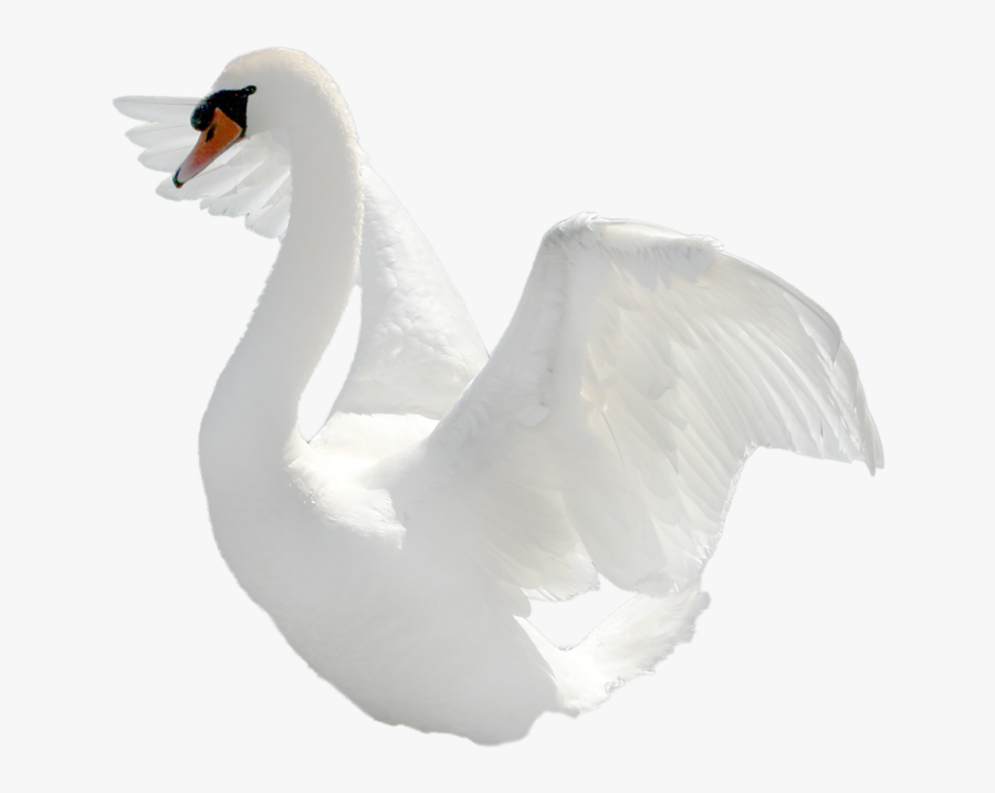 Swans, Transparent Clipart
