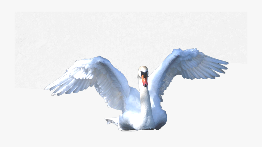 Swan Png Transparent Images - Tundra Swan, Transparent Clipart