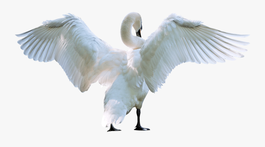 Wing Clipart Swan - Swans, Transparent Clipart