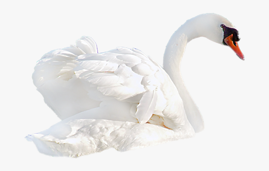 Swan Png - Transparent Backgrounds Swan Png, Transparent Clipart