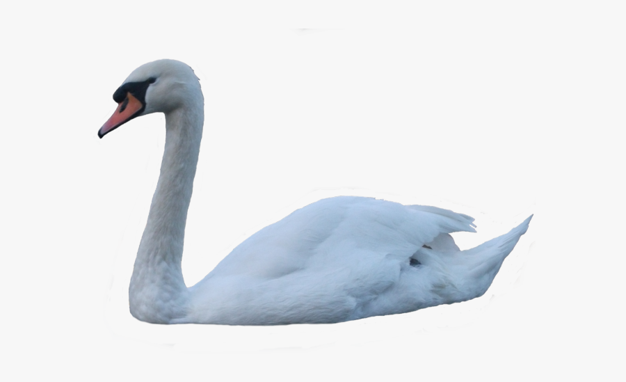 Swan Transparent, Transparent Clipart