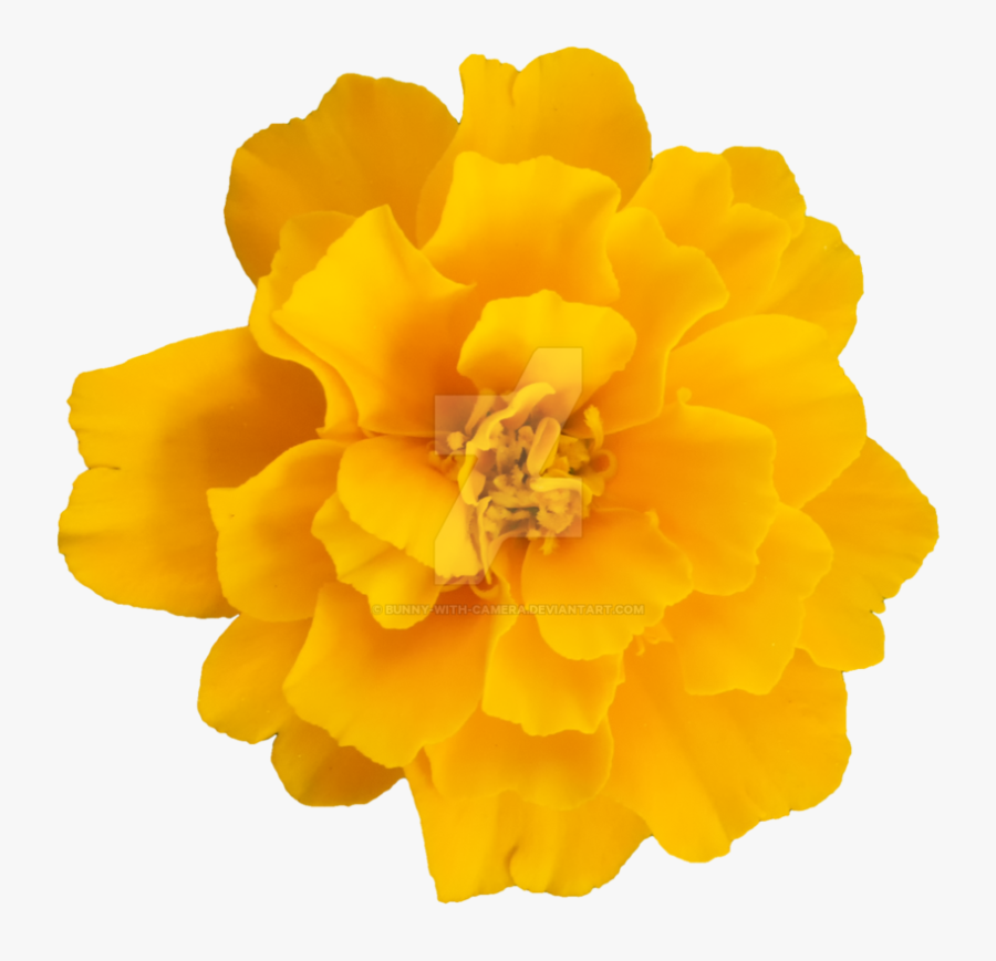 Clip Art Photos Of Yellow Flowers - Yellow Flowers Png, Transparent Clipart