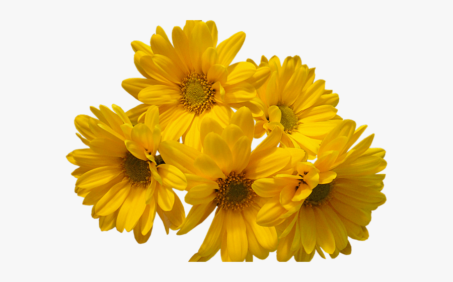Yellow Flowers Transparent Background, Transparent Clipart