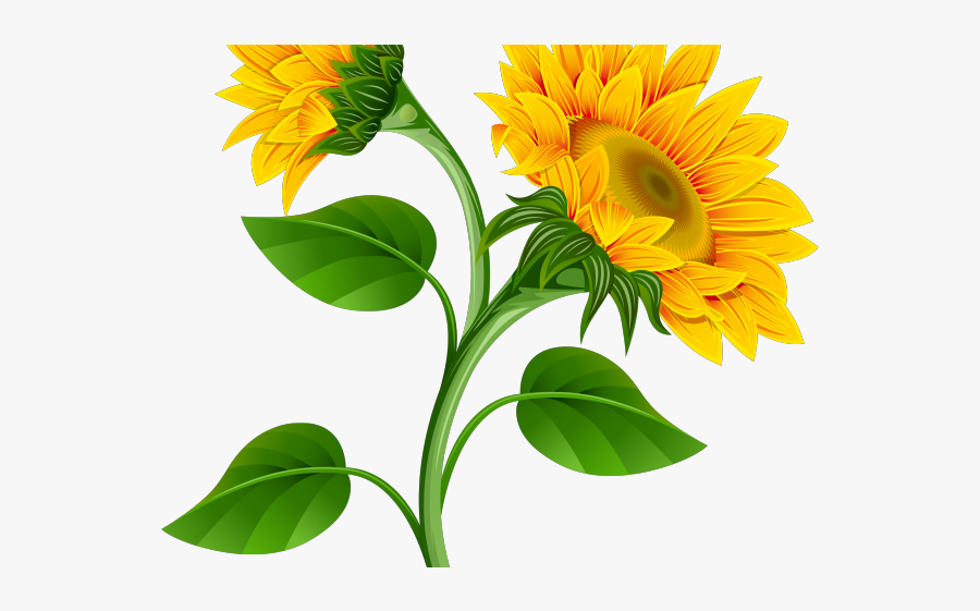 Transparent Background Sunflower Clipart, Transparent Clipart