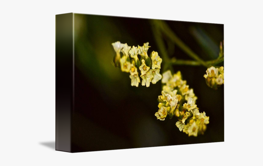 Clip Art Little Yellow Flowers - Alyssum, Transparent Clipart