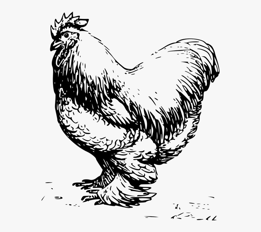 Rooster, Male, Barn, Farm, Chicken, Feathers - Chicken Vector Black And White, Transparent Clipart