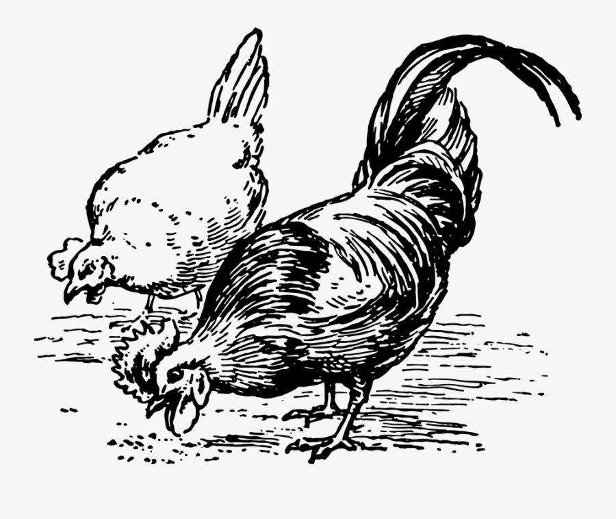 Transparent Hen Clipart Black And White - Identifying Fact And Opinion Worksheet, Transparent Clipart