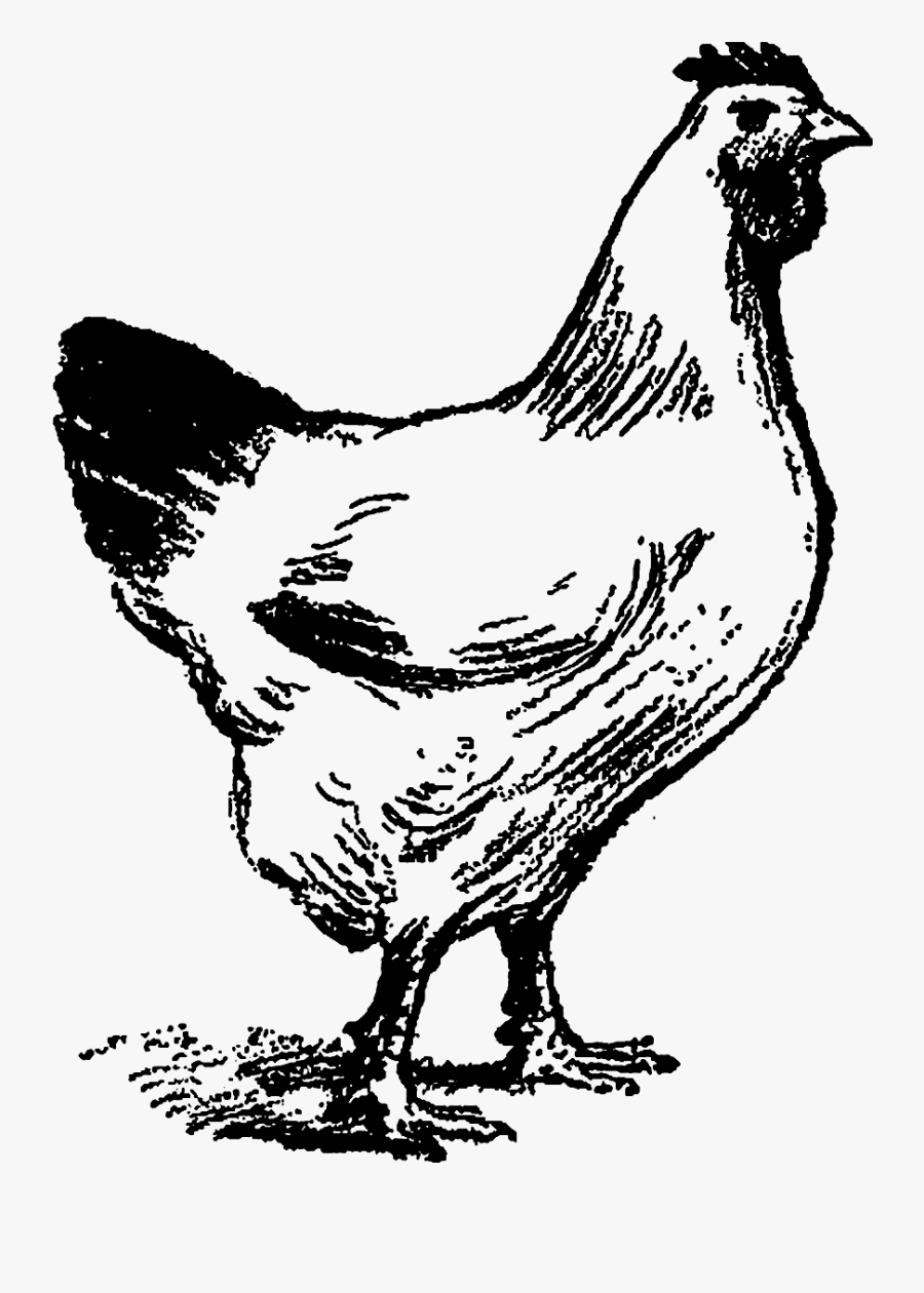 Digital Stamp Design Free - Chicken Line Art Png, Transparent Clipart
