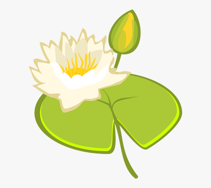 Water Lily, Lake, Water, Pond, Blossom, Bloom, Nature - Illustration, Transparent Clipart