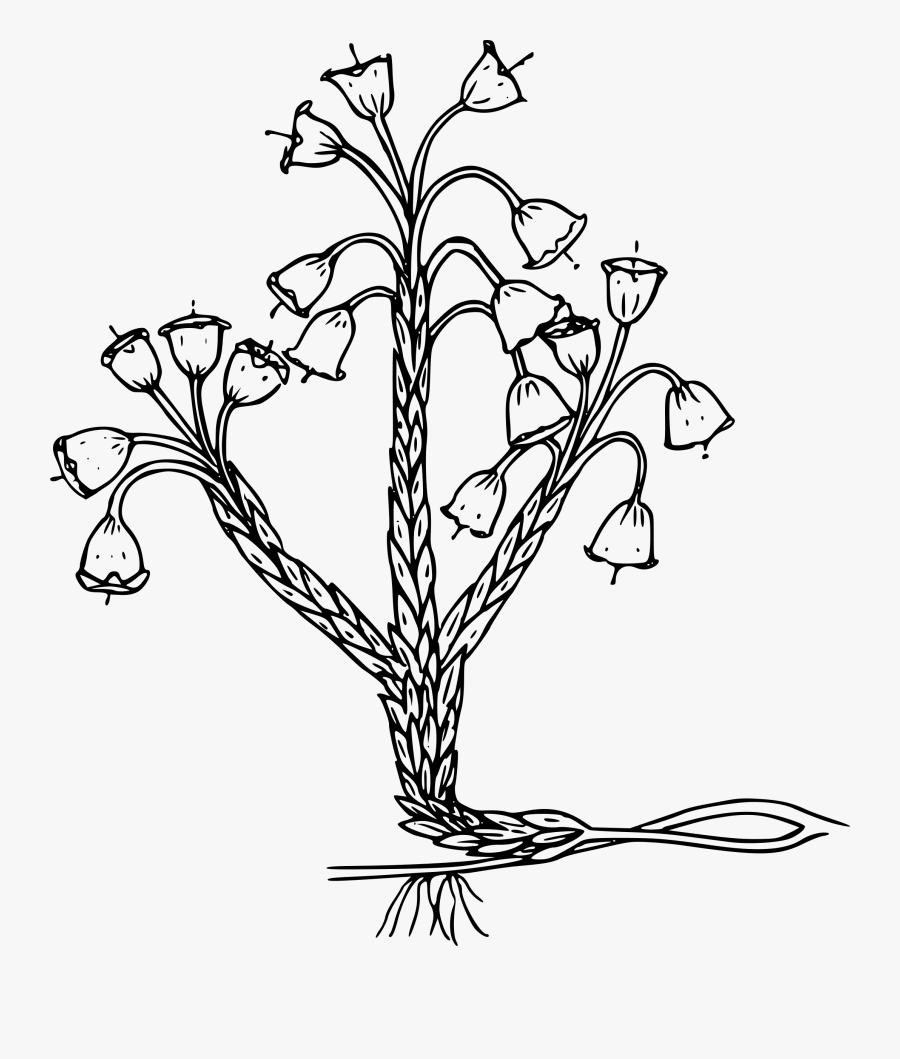 Merten"s Mountain Lily Clip Arts - Plant Preto E Branco, Transparent Clipart