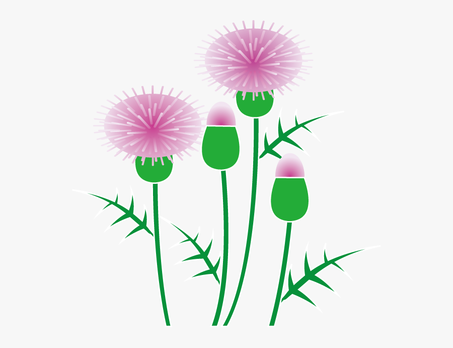 Png Download , Png Download - Thistle Clipart, Transparent Clipart