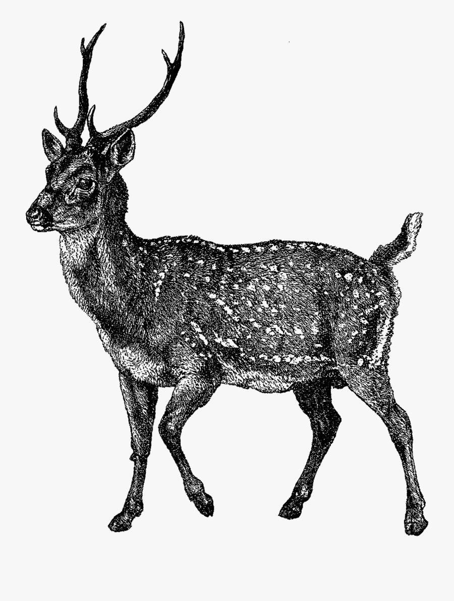 Deer Image Illustration - Elk, Transparent Clipart