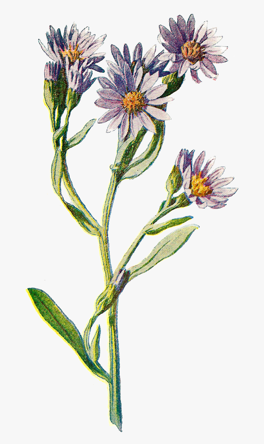 Flower Clip Art Wildflower Illustration Digital Download - Botany, Transparent Clipart