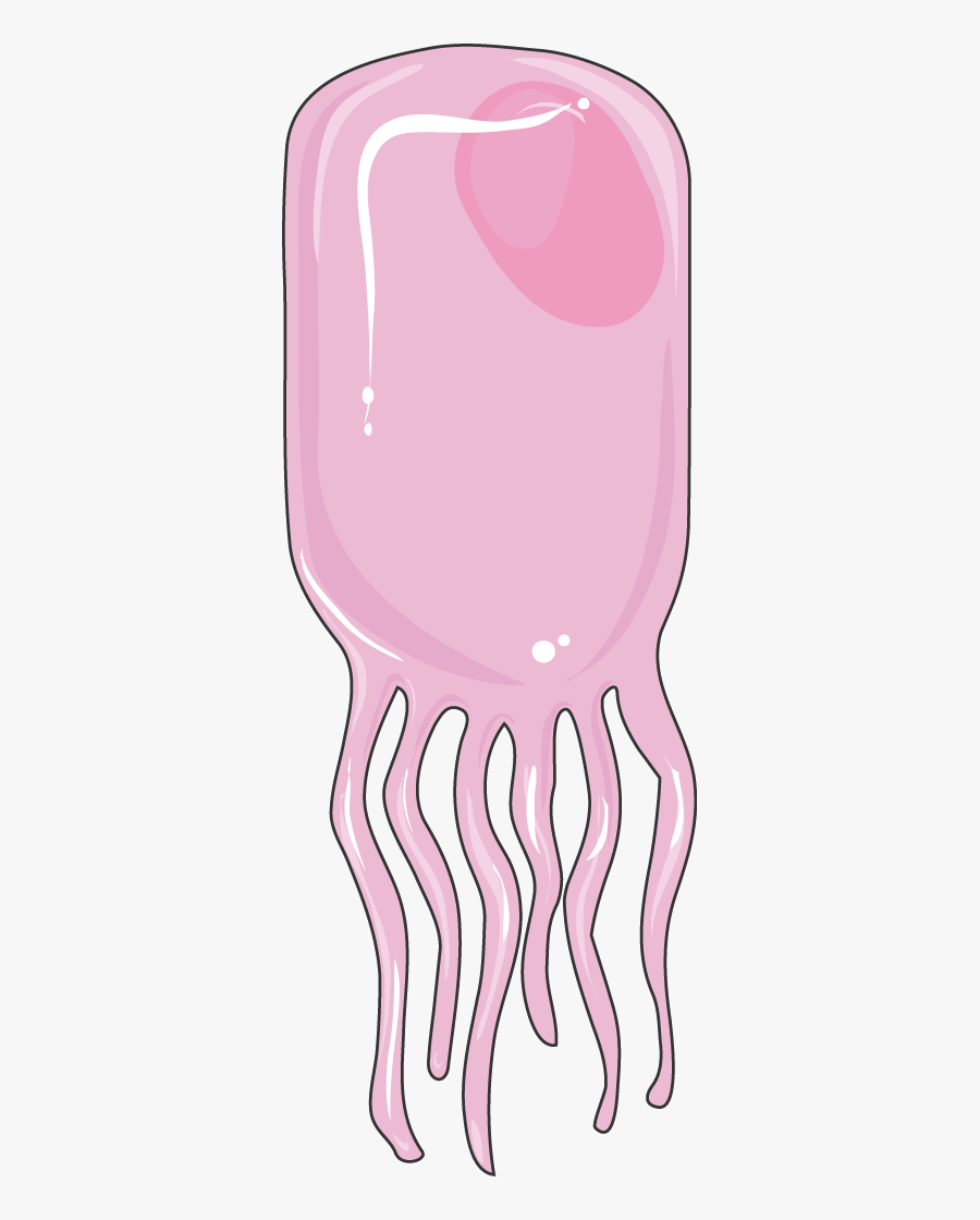 Ependymocytes, Transparent Clipart