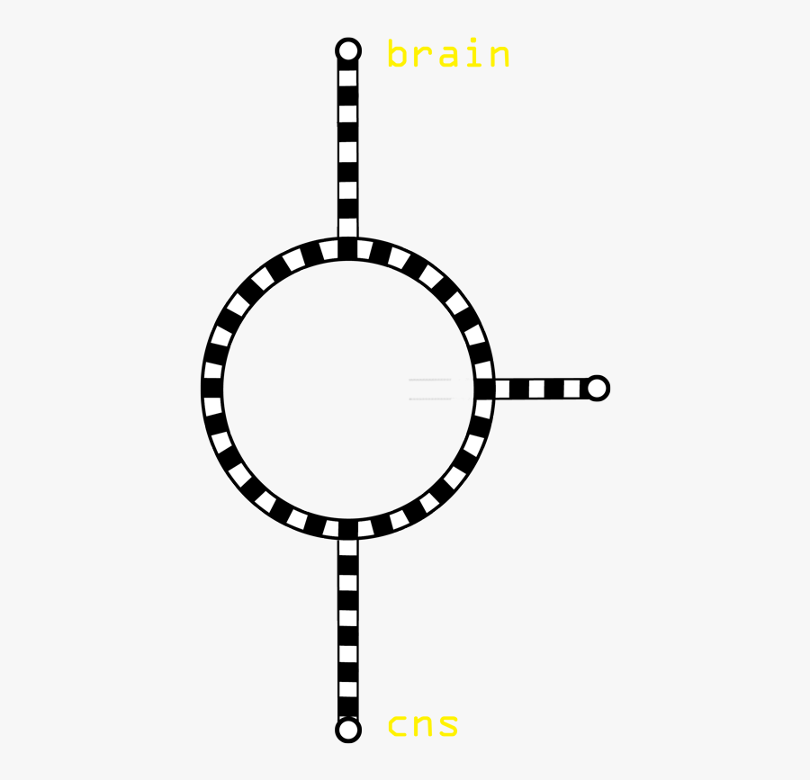 The Spinal Cord Carries Out Two Main Functions - Pbs Kids Arthur Logo, Transparent Clipart