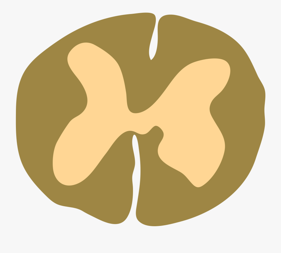 Lumbar Cross Section, Transparent Clipart