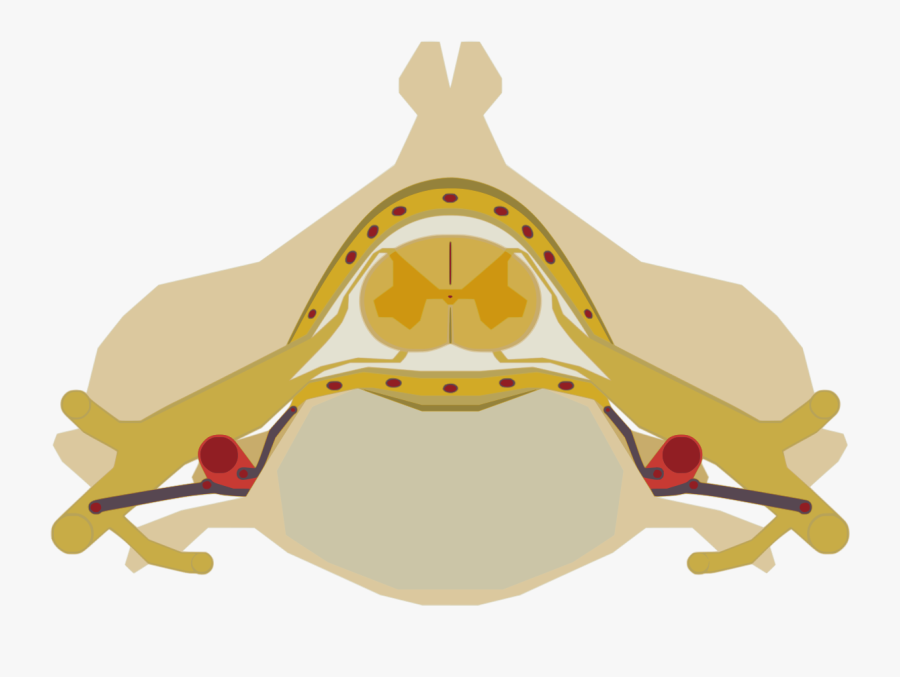 Spinal Cord, Transparent Clipart