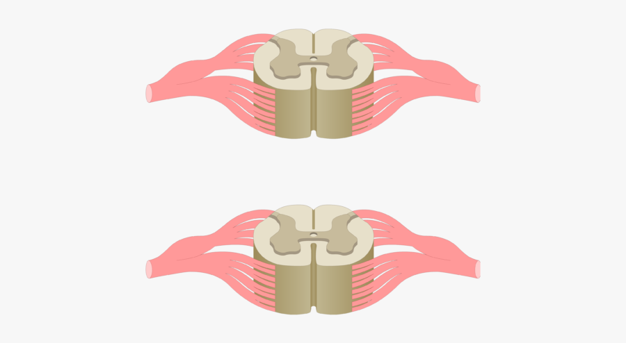Cross Section Of The Spinal Cord Showing 2 Lumbar Segments, - Spinal Cord Cross Section Lumbar, Transparent Clipart