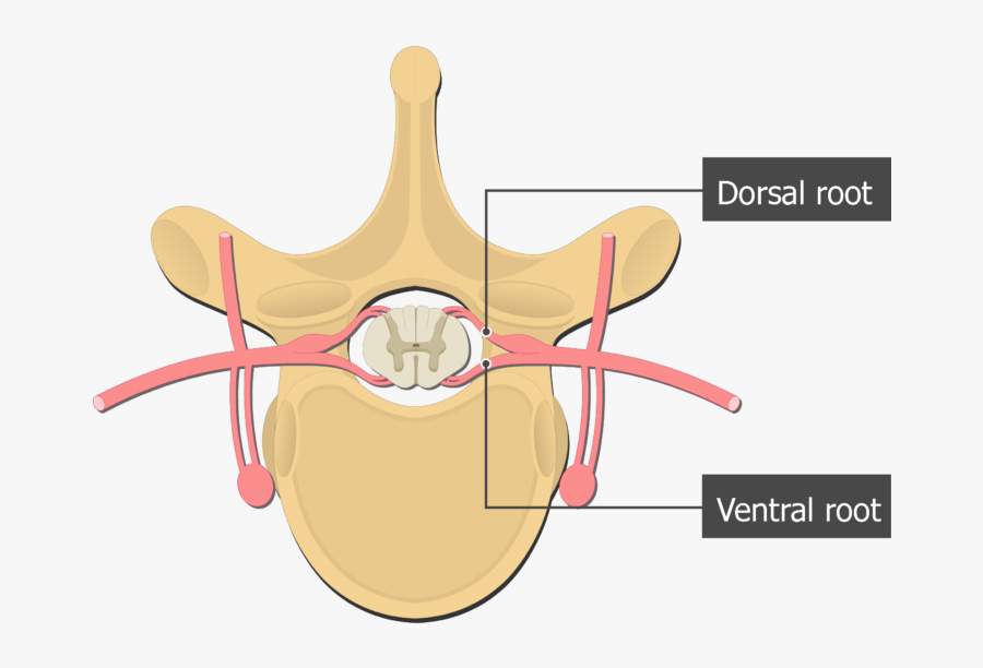 Superior View Of The Thoracic Vertebra Showing The - Insect, Transparent Clipart