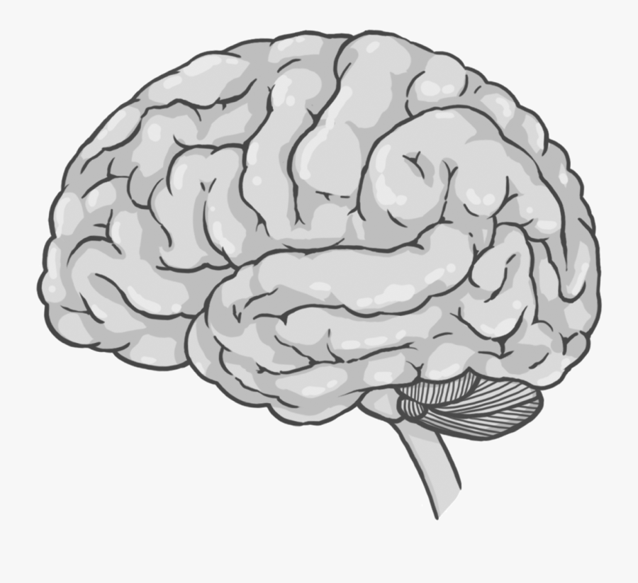 Brain Cerebrum Spinal Cord Drawing - Cerebrum Drawing, Transparent Clipart