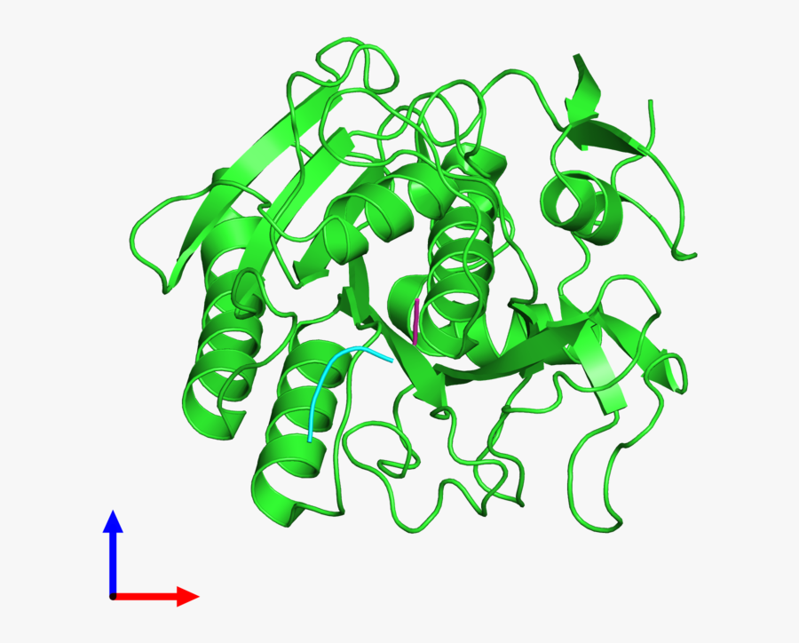 Proteinase, Transparent Clipart