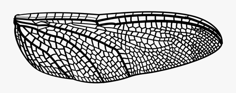 Dragonfly, Wing, Bug, Insect, Nature, Summer, Wildlife - Dragonfly Wing Png, Transparent Clipart