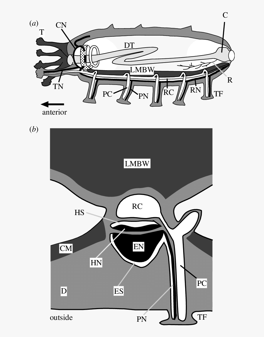 Diagrams Of A Sagittal Section Of Sea Cucumber And - Cartoon, Transparent Clipart
