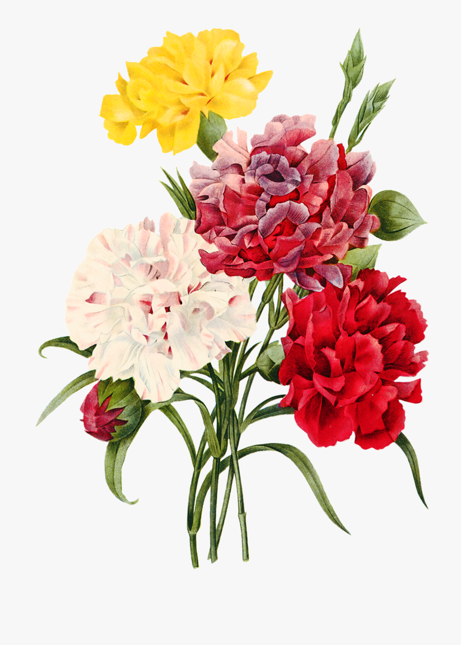 Google Images Flowers Clipart Images Gallery For Free - Vintage Carnations, Transparent Clipart