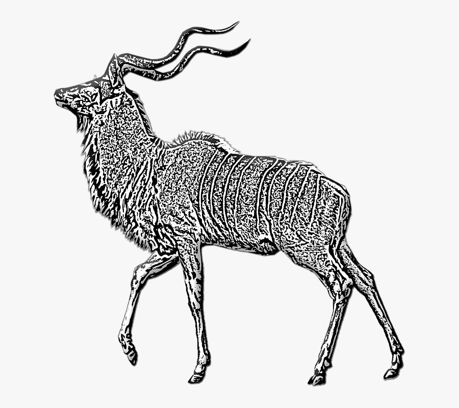 Antelope, Buck, Kudu, Horns, Wildlife, Animal, Mammal - Bongo, Transparent Clipart