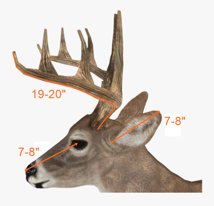 Deer Antlers Side View, Transparent Clipart