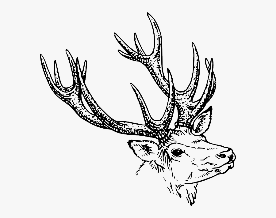 Reindeer, Animal, Mammal, Horns, Wildlife, Species - Stags Head Drawing, Transparent Clipart