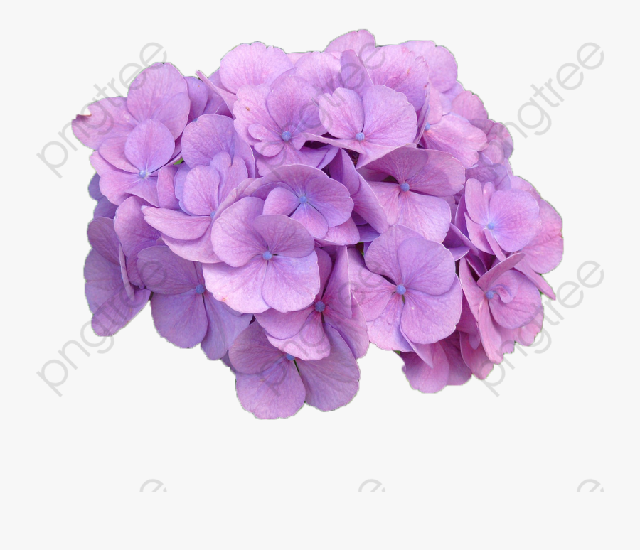 Hydrangea Clipart Lilac - Hydrangea, Transparent Clipart