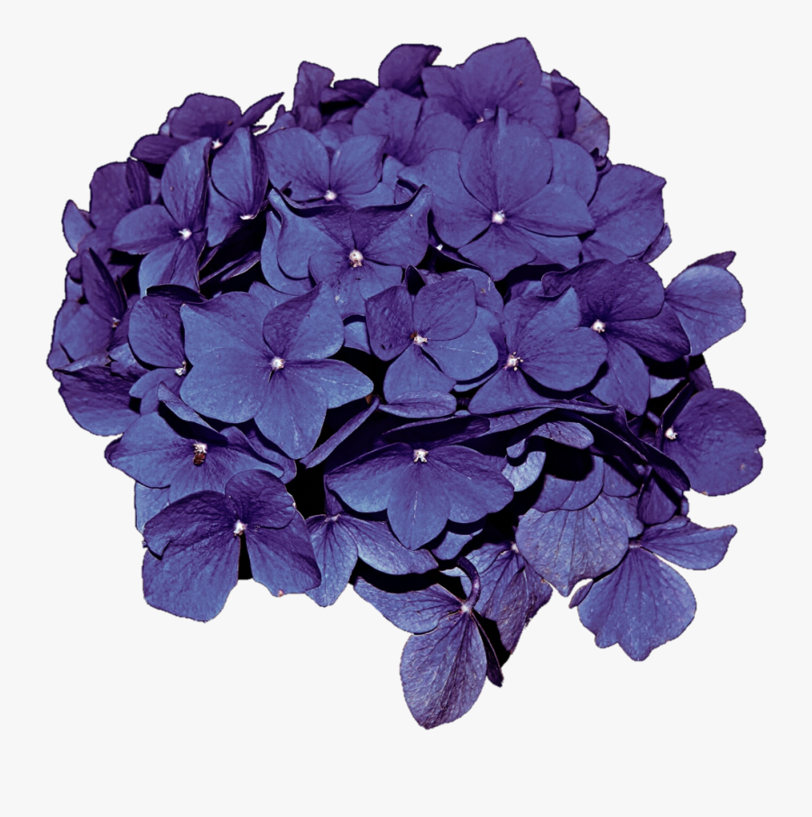 Hydrangea Transparent Clip Art - Purple Hydrangea Flower Png, Transparent Clipart