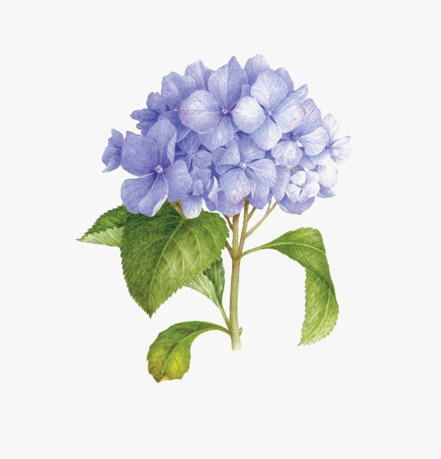 Watercolor Art Purple Flower, Transparent Clipart