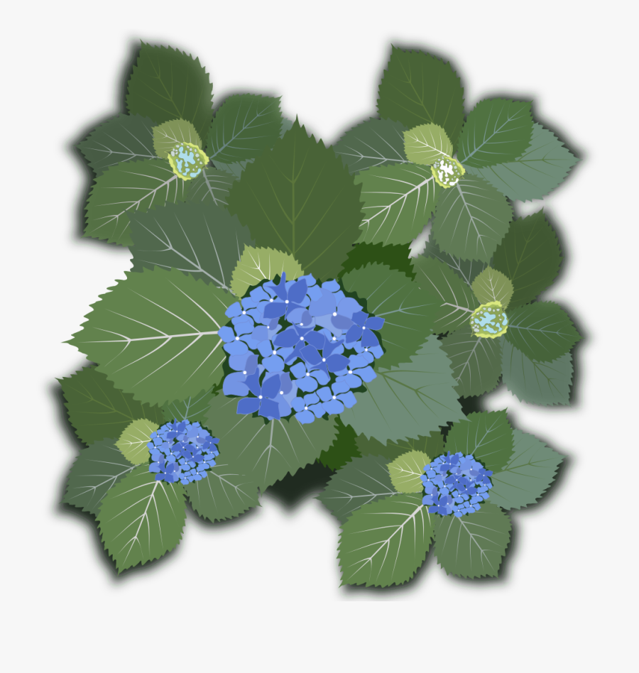 Hydrangea Macrophylla - Hortensia Pdf, Transparent Clipart