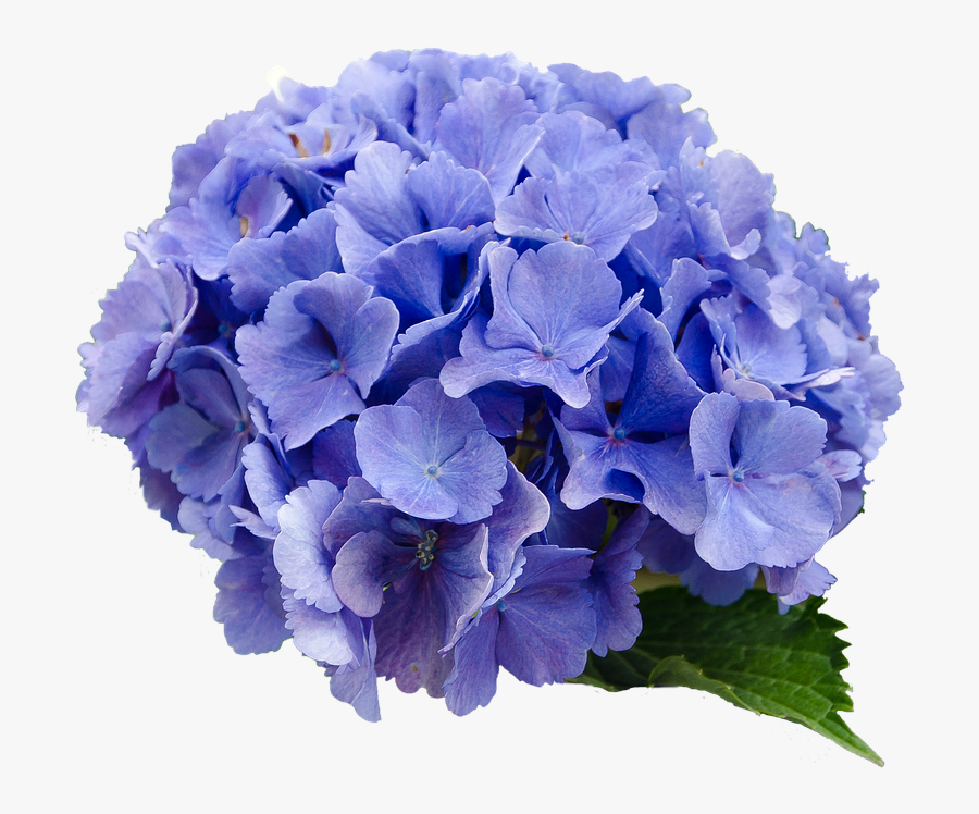 Flower Hydrangea Blue Nature Transparent Background - Hydrangea Transparent, Transparent Clipart