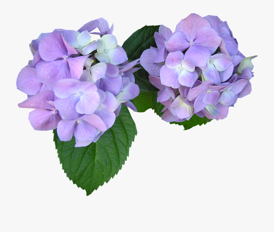 Hydrangea Clipart Cartoon - Purple Flower Cut Out, Transparent Clipart