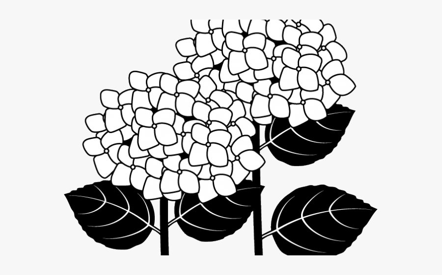 Hydrangea Clipart Outline - Hydrangea, Transparent Clipart