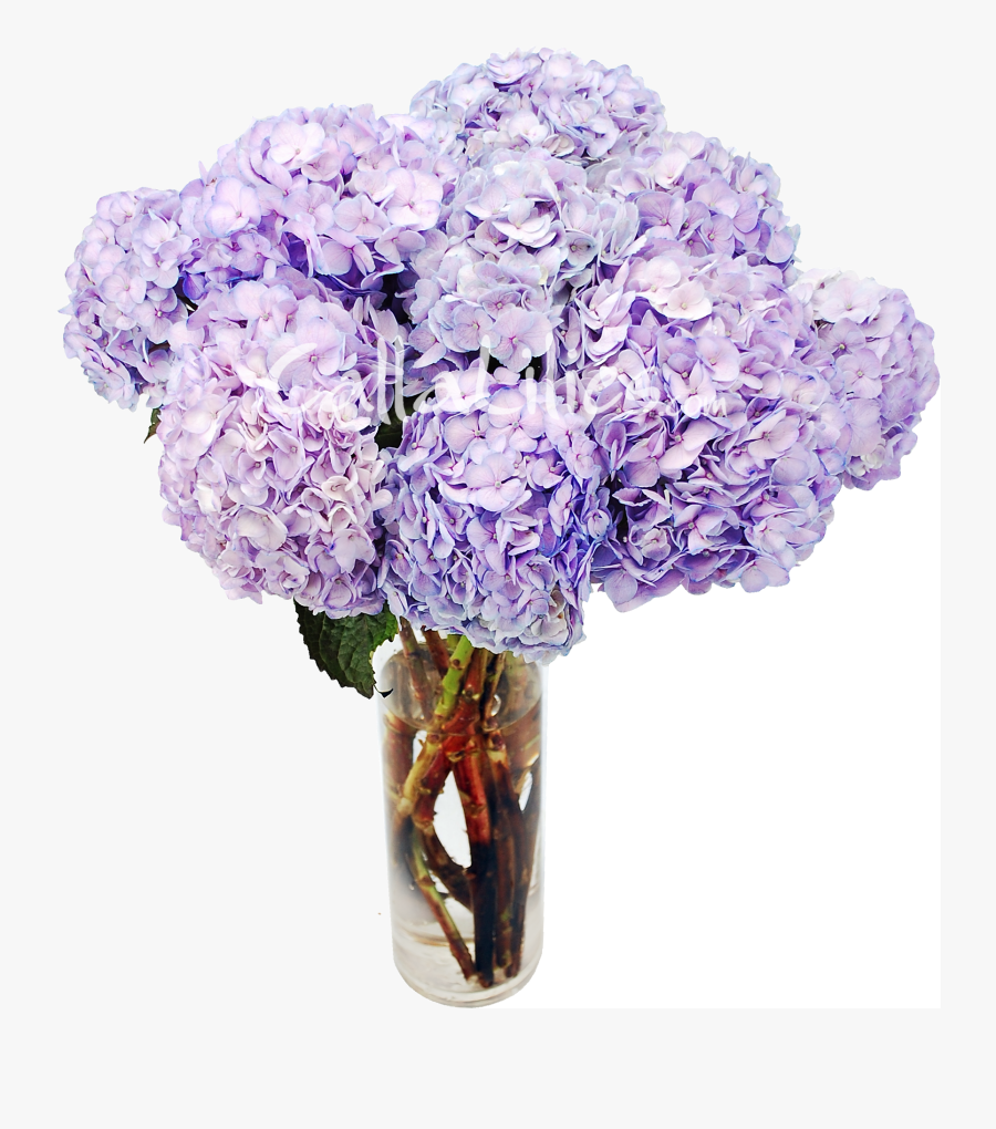 Clip Art Lavender Tinted Hydrangeas - Purple Hydrangea In Vase, Transparent Clipart