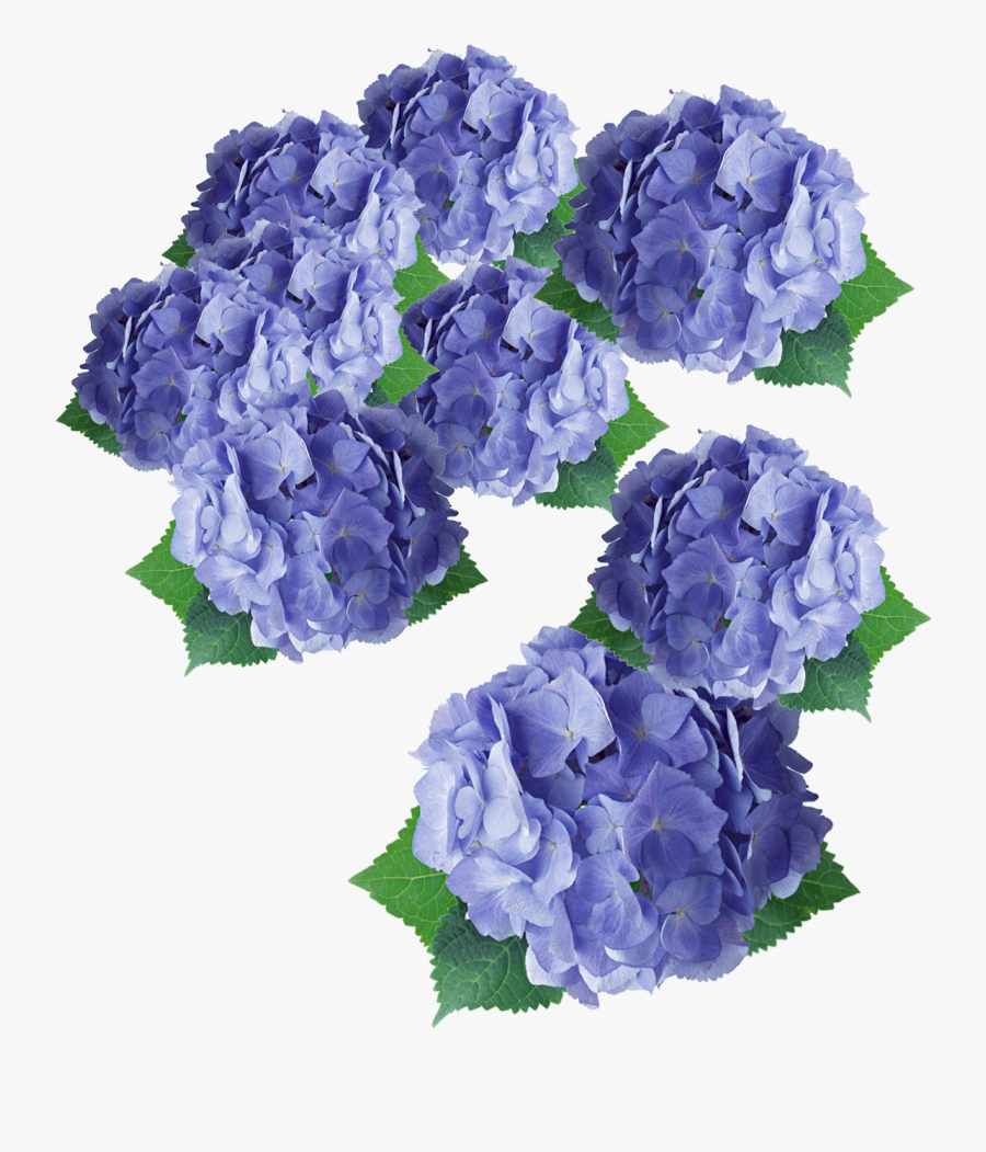 Flower Purple Hydrangea Floral Design - Flower, Transparent Clipart