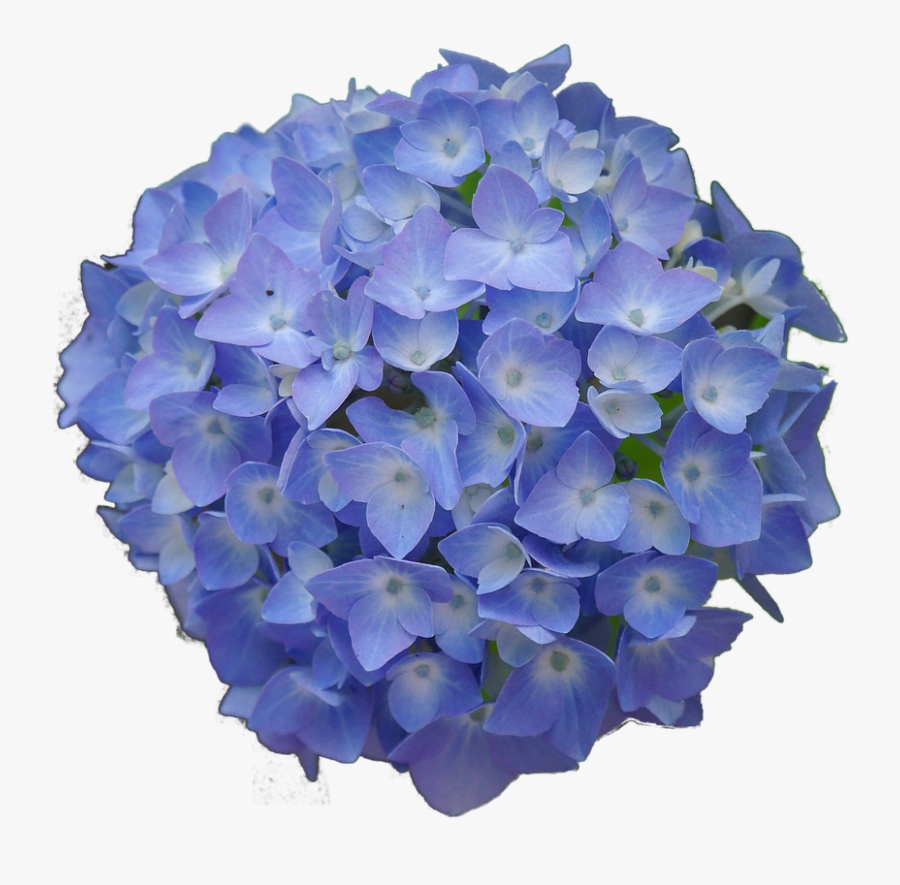 Hydrangea Flower Png, Transparent Clipart