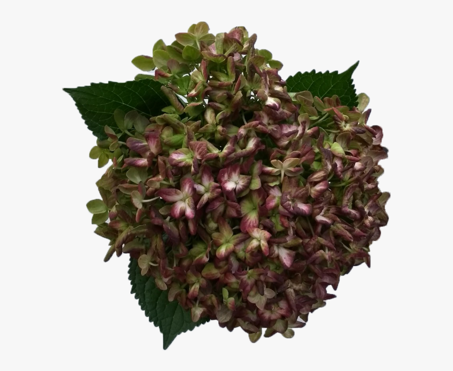 Hydrangea Emerald Antique, Transparent Clipart