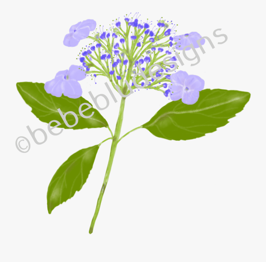Hydrangea Lacecap Petite - Lilac, Transparent Clipart