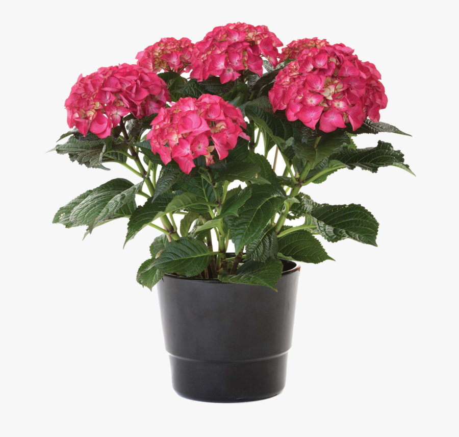 Pink Hydrangea In Pot - Pink Hydrangea Pot, Transparent Clipart